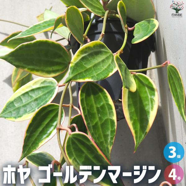 ITANSE ホヤ ゴールデンマージン 観葉植物 4号ポット/お買い得3個セット サクララン ワック...