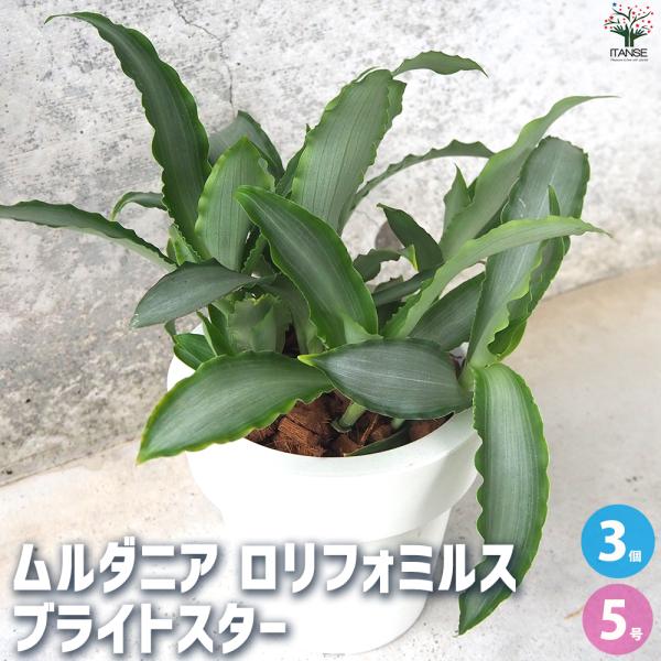 ITANSE ムルダニアロリフォミルス ブライトスター 観葉植物 5号ポット/お買い得3個セット シ...