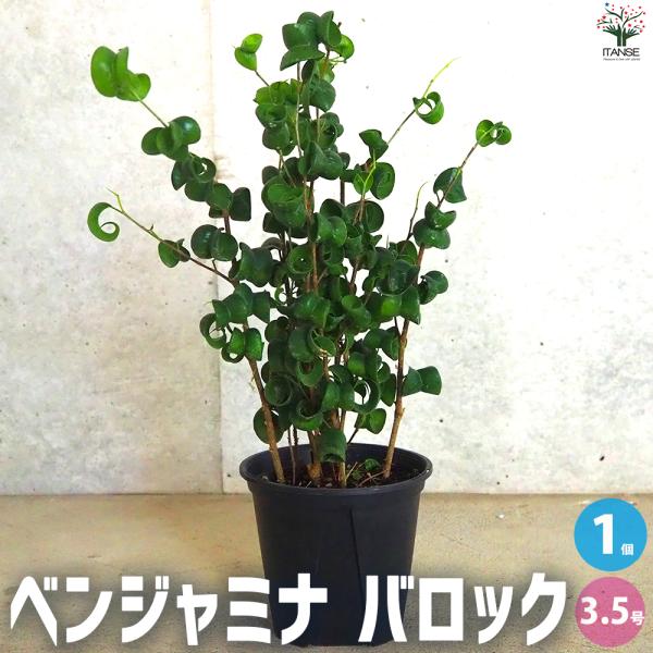 ITANSE ベンジャミナ バロック 観葉植物 3.5号ポット/1個売り オシャレ 育てやすい 御祝...