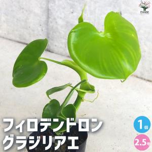 ITANSE フィロデンドロン ・グラジリアエ 観葉植物 2.5号ポット/1個売り リビング 小型 イタンセ公式｜itanse