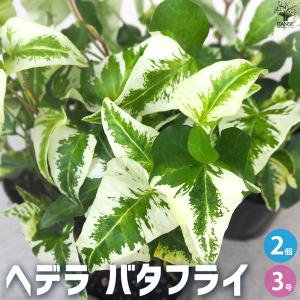 ITANSE ヘデラ ・バタフライ 観葉植物 3号ポット/お買い得2個セット カラーリーフ グランドカバー ハンキング イタンセ公式｜itanse