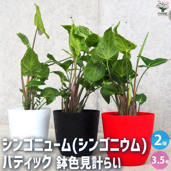 ITANSE シンゴニウム ・バティック 観葉植物 3.5号ポット/お買い得2個セット シンゴニュー...