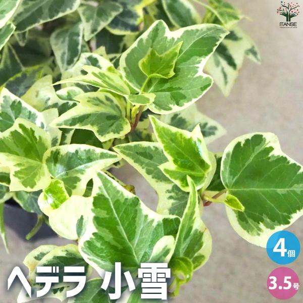 ITANSE ヘデラ 小雪 観葉植物 3.5号ポット/お買い得4個セット カラーリーフ グランドカバ...