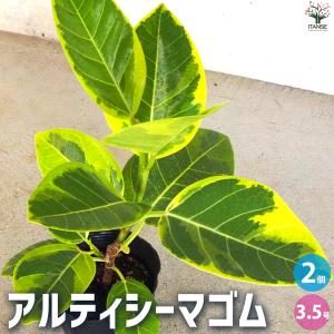 サボテン：竜神木 実生*幅2.5cm : 遊恵盆栽 Yahoo!店 - 通販 - Yahoo