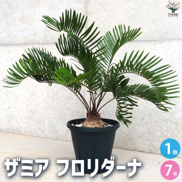 ITANSE フロリダーナ 観葉植物 7号鉢/1個売り リビング オフィス 事務所 インテリア イタ...