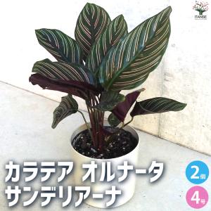 ITANSE カラテア オルナータ・サンデリアーナ 観葉植物 4号鉢/お買い得2個セット リビング オフィス 事務所 インテリア イタンセ公式