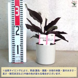 ITANSE カラテア オルナータ・サンデリア...の詳細画像1