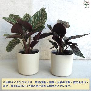 ITANSE カラテア オルナータ・サンデリア...の詳細画像2