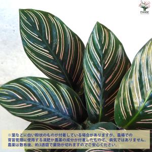 ITANSE カラテア オルナータ・サンデリア...の詳細画像3