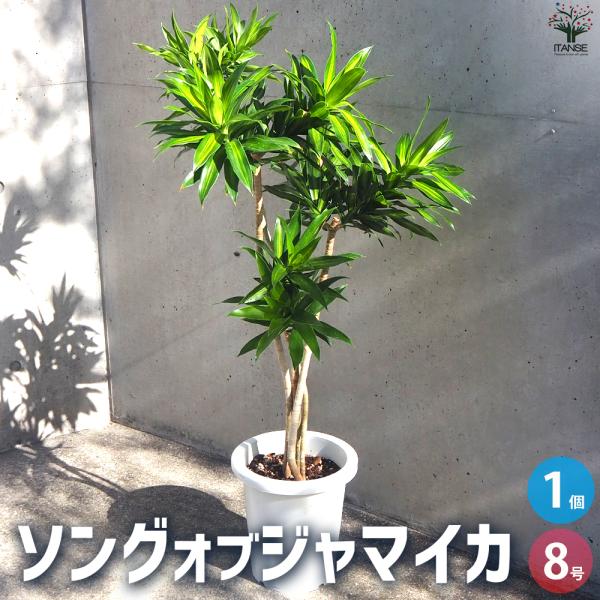 ITANSE 観葉植物 ソングオブジャマイカ 観葉植物 8号鉢/1個売り リビング オフィス 事務所...