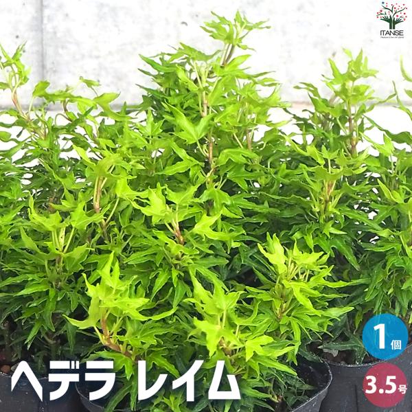 ITANSE ヘデラ レイム 観葉植物 3.5号ポット/1個売り カラーリーフ グランドカバー ハン...