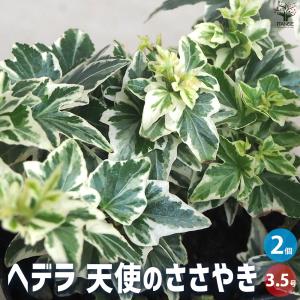 ITANSE ヘデラ 天使のささやき 観葉植物 3.5号ポット/お買い得2個セット カラーリーフ グランドカバー ハンキング 花の苗 イタンセ公式