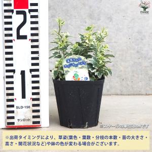 ITANSE ヘデラ 天使のささやき 観葉植物...の詳細画像1