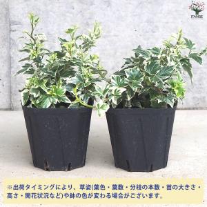 ITANSE ヘデラ 天使のささやき 観葉植物...の詳細画像2