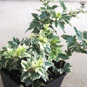 ITANSE ヘデラ 天使のささやき 観葉植物...の詳細画像3