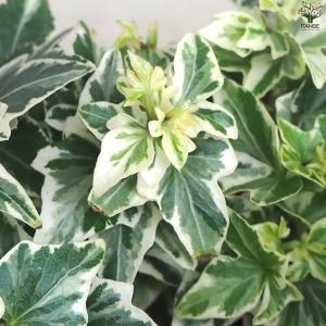 ITANSE ヘデラ 天使のささやき 観葉植物...の詳細画像4