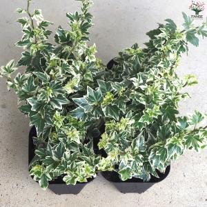 ITANSE ヘデラ 天使のささやき 観葉植物...の詳細画像5