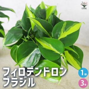 ITANSE フィロデンドロン ブラジル 観葉植物 3号/1個売り フィロデンドロン ゴエルディ インテリア  小型