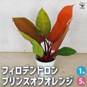 チャボトウジュロ(チャメロプス) ボルケーノ 観葉植物 7号/1個売り