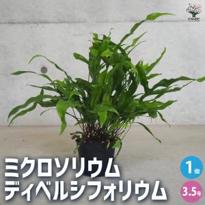 多肉植物：ハオルチア コレクタ錦*幅8cm 現品！一品限り : 遊恵盆栽