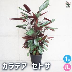 観葉植物 おしゃれ：オリーブの木 6号*SOUJU（創樹) マンザニロ 現品