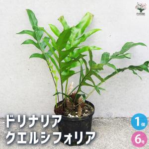 シダ植物 観葉植物：ドリナリア クエルシフォリア プーンサック*5号