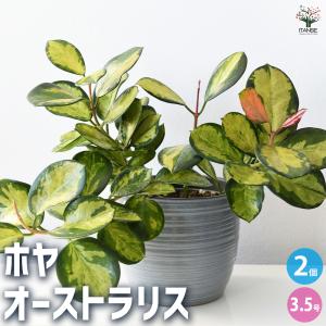 ITANSE 観葉植物 フィロデンドロン・セローム・ホープ 大型 8号