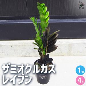 観葉植物 ザミオクルカス レイブン 【観葉植物 4号鉢／1個売り