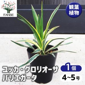 ITANSE ユッカ リギダ 観葉植物 8号プラスチック鉢：リビングや
