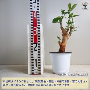 ITANSE バオバブ セネガル産 Lサイズ ...の詳細画像1