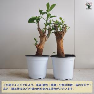 ITANSE バオバブ セネガル産 Lサイズ ...の詳細画像2