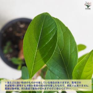ITANSE バオバブ セネガル産 Lサイズ ...の詳細画像4