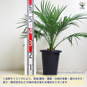 ITANSE ヤシ フェニックス・ロベレニー ...の詳細画像1