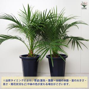 ITANSE ヤシ フェニックス・ロベレニー ...の詳細画像2