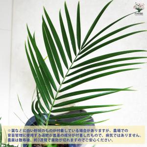 ITANSE ヤシ フェニックス・ロベレニー ...の詳細画像4