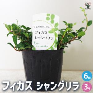 シンゴニューム(シンゴニウム) フレンチマーブル 観葉植物 4号/1個売り