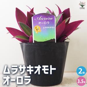 日本花キ流通 観葉植物 ムラサキオモト 3.5号鉢 観葉植物 小型 小さい