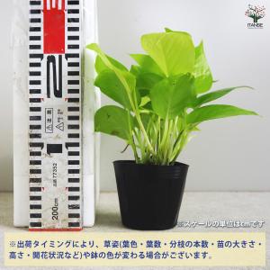 ITANSE ポトス ライム 観葉植物 3号ポ...の詳細画像1
