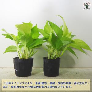 ITANSE ポトス ライム 観葉植物 3号ポ...の詳細画像2
