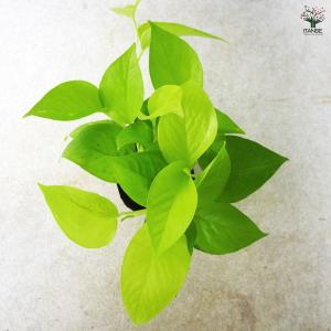 ITANSE ポトス ライム 観葉植物 3号ポ...の詳細画像5