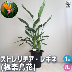 ITANSE ストレリチア レギネ 極楽鳥花 観葉植物 7号鉢/1個売り 観葉