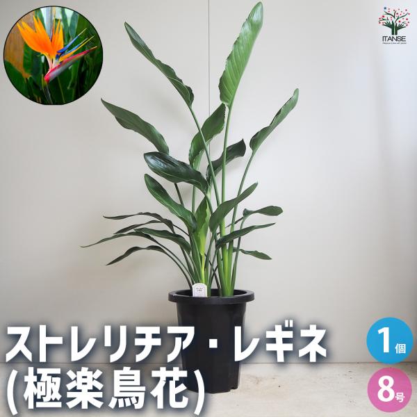 ITANSE ストレリチア レギネ(極楽鳥花) 観葉植物 8号鉢/1個売り 観葉 インテリア インテ...