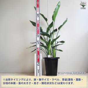 ITANSE ストレリチア レギネ(極楽鳥花)...の詳細画像1