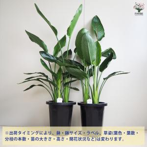 ITANSE ストレリチア レギネ(極楽鳥花)...の詳細画像2