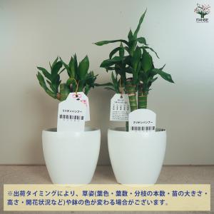 ITANSE ミリオンバンブー 観葉植物 3....の詳細画像2