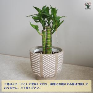 ITANSE ミリオンバンブー 観葉植物 3....の詳細画像3
