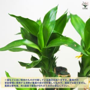 ITANSE ミリオンバンブー 観葉植物 3....の詳細画像5