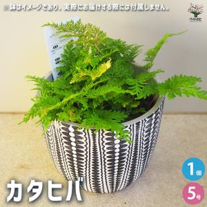 雲竜ツゲ 【観葉植物 3号ポット／1個売り】 : shopooo by GMO - 通販