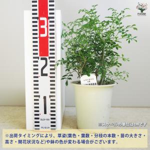 シマトネリコ 観葉植物 4号/1個売り タイワ...の詳細画像1