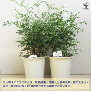 シマトネリコ 観葉植物 4号/1個売り タイワ...の詳細画像2